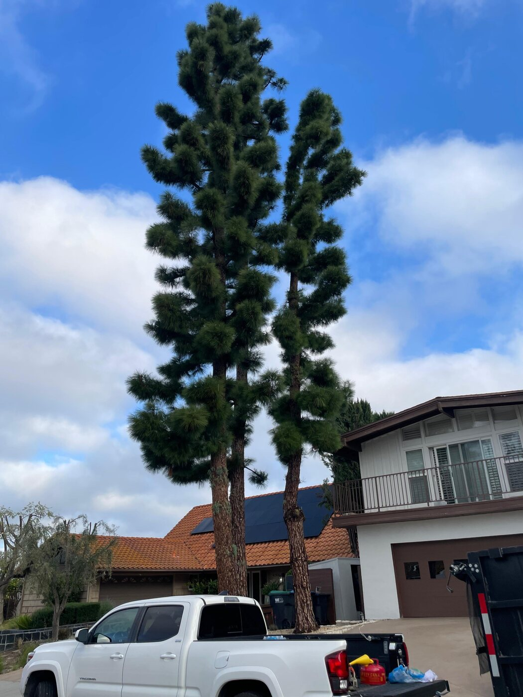 Tree trimming project photo 3