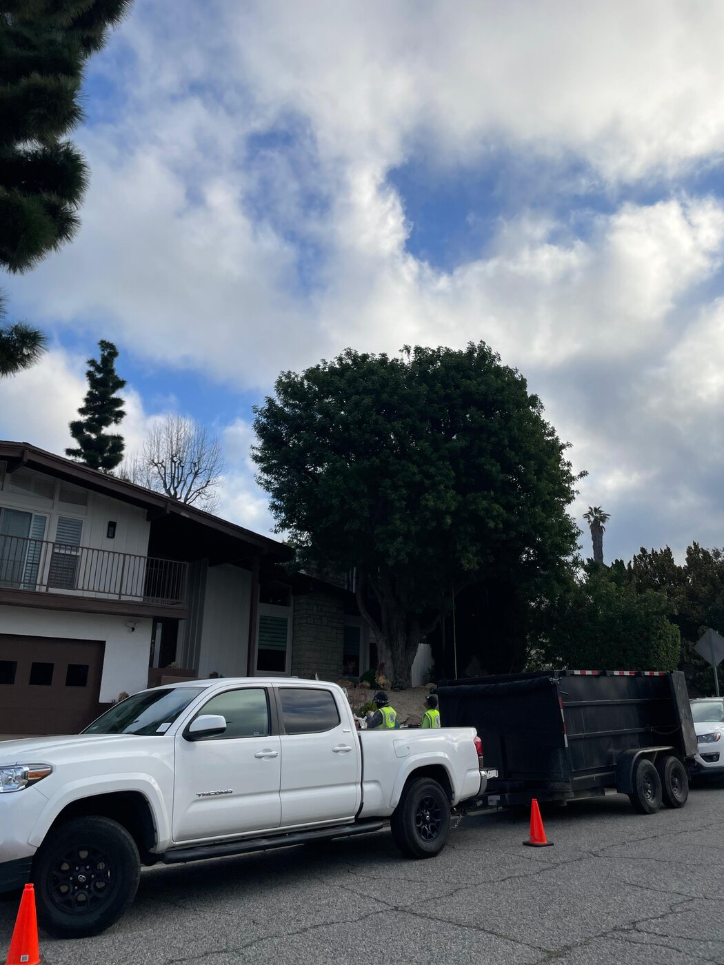 Tree trimming project photo 7