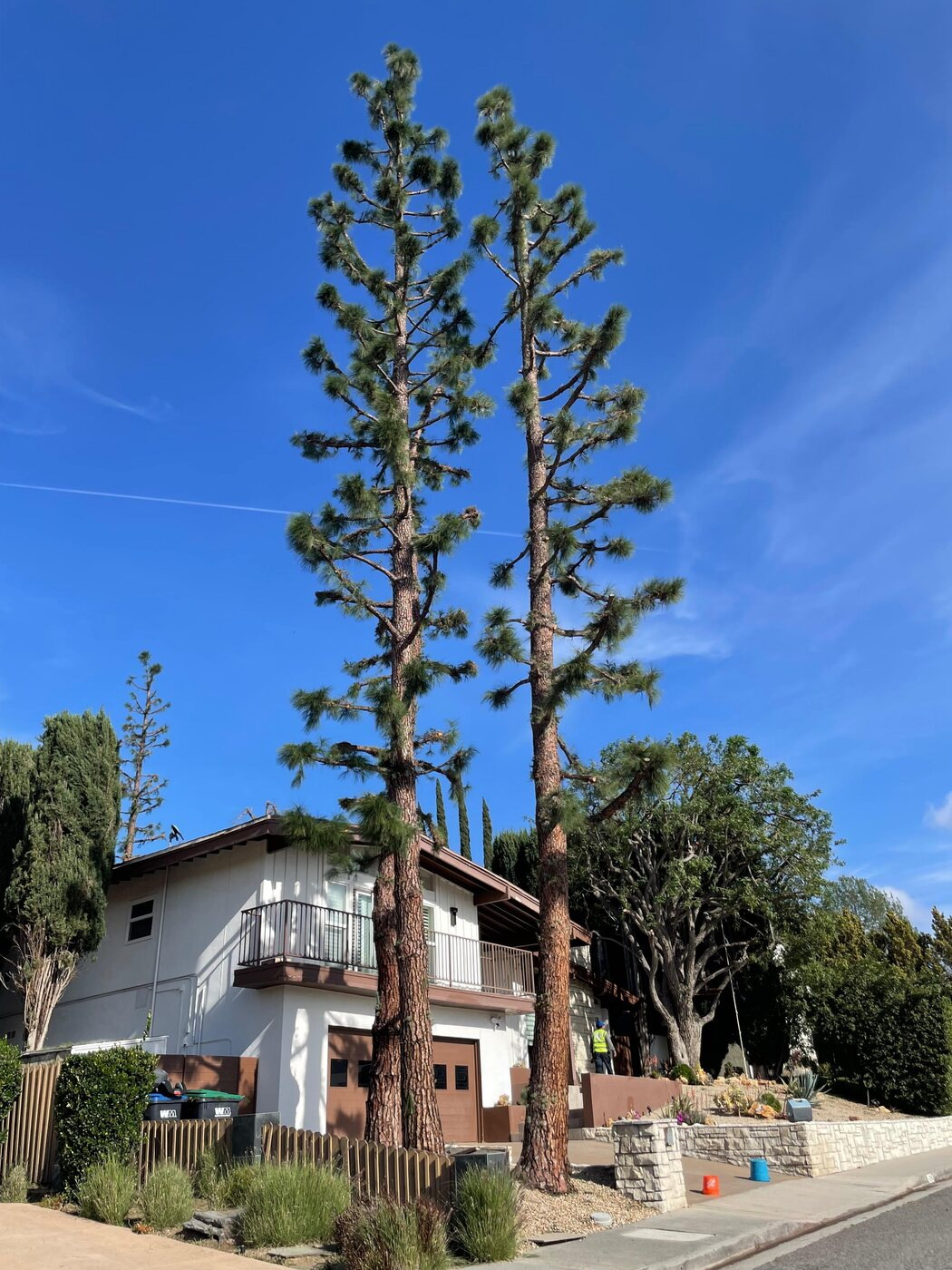 Tree trimming project photo 8